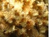 Photo of Dodecaceria concharum